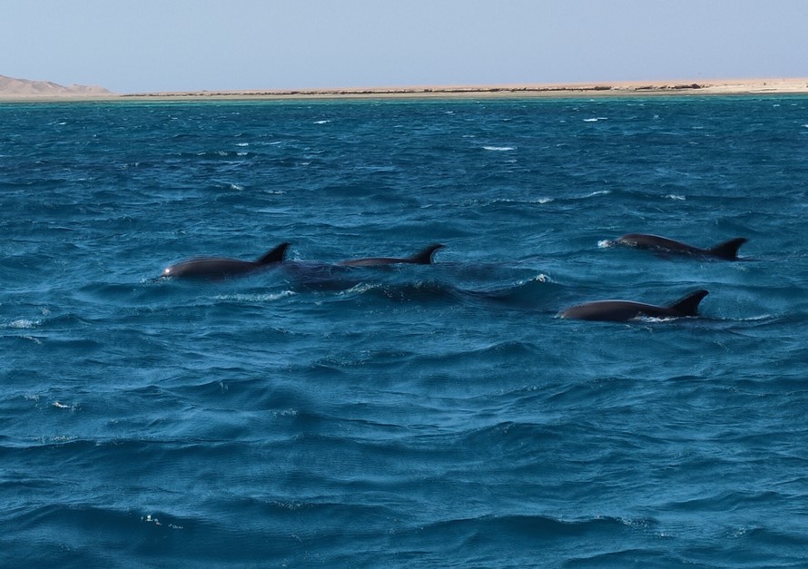 Bullet Speedboats searching for dolphins